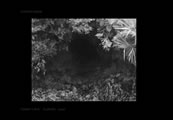 Plate FOREST_CAVE_FLORIDA_2006.
