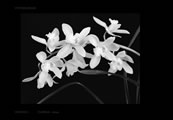 Plate ORCHIDS_1_FLORIDA_2004.
