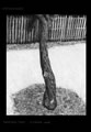 Plate TWISTING_TREE_FLA_1998.