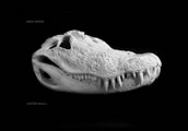 Plate GATOR_SKULL.